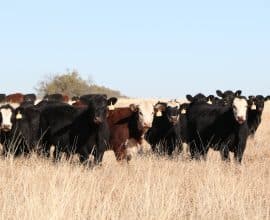 Semifinalists To Face Off For Beef Loving Texans' Best Butcher in Texas