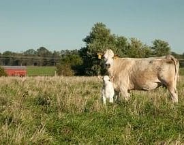 Charolais