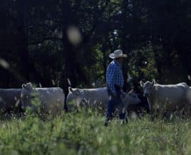 Beef Quality Assurance
