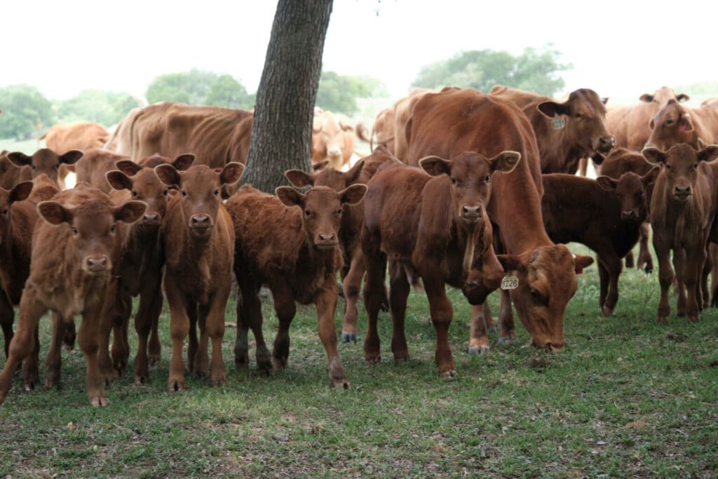 Dan Gattis' Beefmaster cattle in Georgetown, Texas