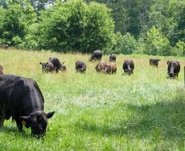 Grain-Fed & Grass-Fed Beef