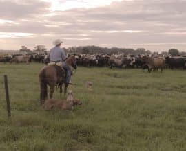 Exploring the Beef Lifecycle