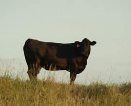 Beef in a Healthy, Sustainable Diet