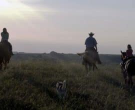 Cattle and the Environment