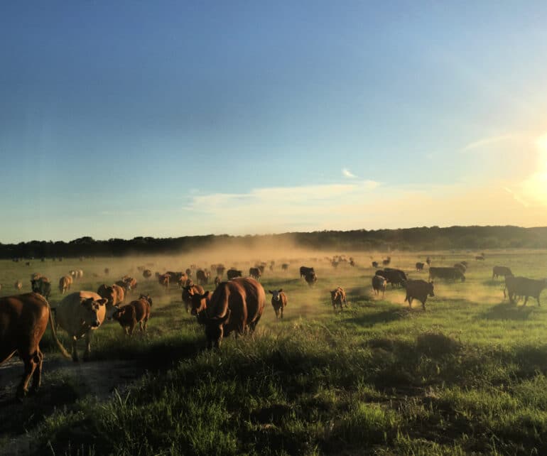 Ron and Debbie Gill - Chico, Texas